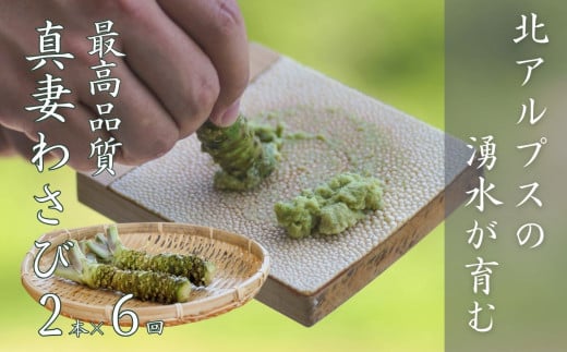 【6回定期便】生わさび 真妻 Mサイズ2本セット 約160g×6回 計960g 北アルプスの湧水が育てた山の宝石 新鮮 天然 新潟県 糸魚川市 お刺身 お蕎麦の薬味にどうぞ 本わさび 根わさび 山葵 産地直送