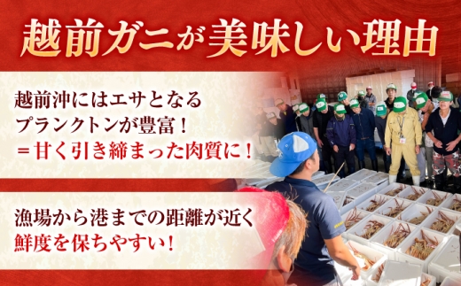 【先行予約/3月配送】訳アリ 脚折れあり 越前がに 600ｇ×1ハイ 小浜市 / まるほ商店【配送不可地域：北海道・沖縄・離島】 [BFCS062-3]