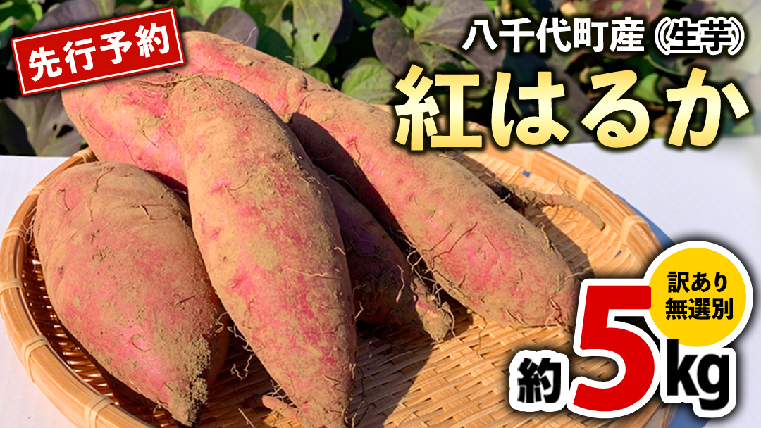 訳あり さつまいも 紅はるか 約 5kg 土付き 無選別 茨城 八千代町産 生芋 サツマイモ さつま芋 焼き芋 やきいも 芋 イモ 野菜 不揃い 規格外 長期熟成 おやつ デザート 秋 旬 農家直送 5000円 【 先行予約 2025年10月下旬以降発送 】 [AX046ya]