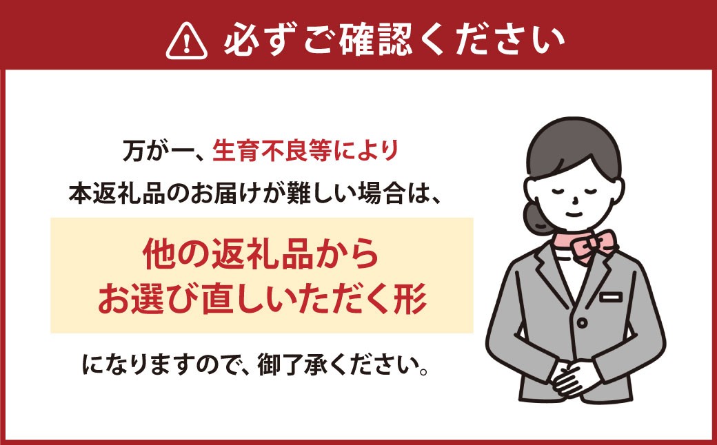 朝摘み当日発送！熊本県産いちご(ゆうべに) 約500g (250g×2パック）