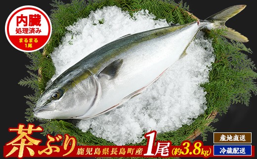 
                  茶ぶり 1尾（内臓処理済　約3.8kg～） セミドレス (えら・内臓除去済み) ぶり 柵 刺身 ブリ 切り身 鰤 1本 鮮魚 下処理済み 鮮魚 1匹 刺身 ぶりしゃぶ ぶりかま 【ウスイ】 usui-7323R8
                