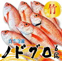 【ふるさと納税】ノドグロ 6尾 1.2kg 以上 1尾 約200g以上 新潟 日本海産 高級魚 新鮮 真空 急速冷凍 冷凍 魚介類 日本海 新潟産 国産 松竹梅【竹】uomizushima004