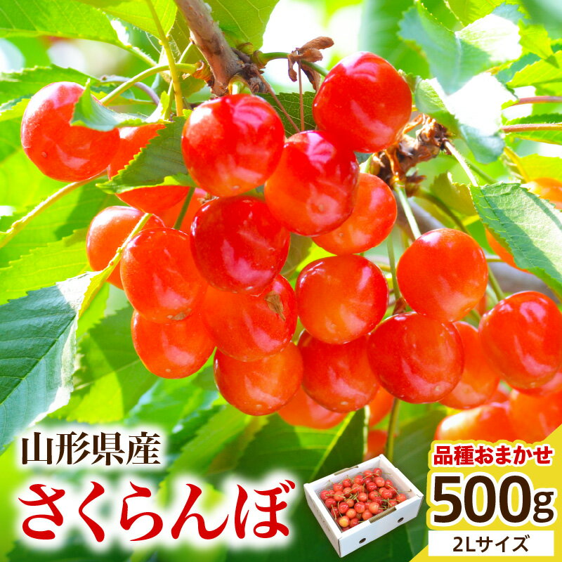 【ふるさと納税】 さくらんぼ ( 品種おまかせ ) 2L 500g 秀品 佐藤錦 紅秀峰 山形 先行予約 令和8年産 2026年産 チェリー サクランボ フルーツ 果物 くだもの 旬 数量限定 冷蔵 のし 贈答 ギフト プレゼント お取り寄せ 産地直送 送料無料 【 山形県 天童市 】