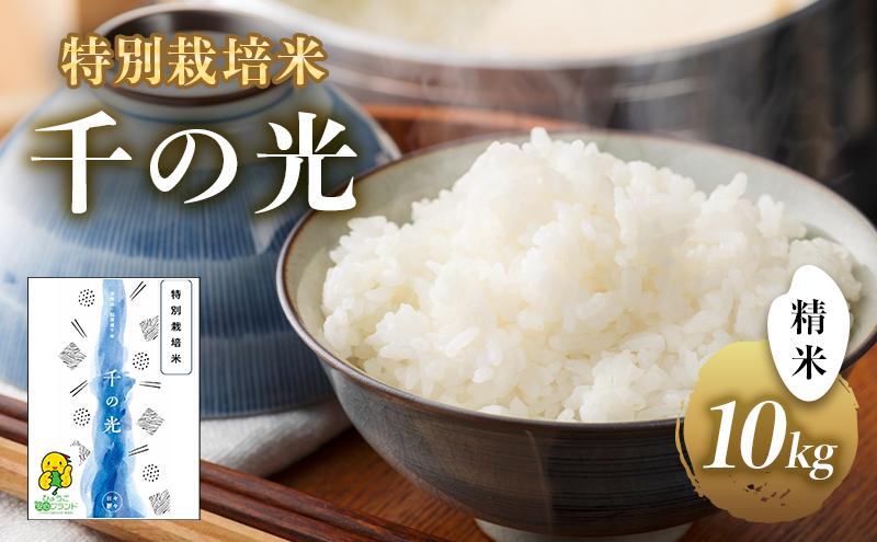 特別栽培米 「 千の光 」　( 精米 )　10kg　米 お米 ごはん 特