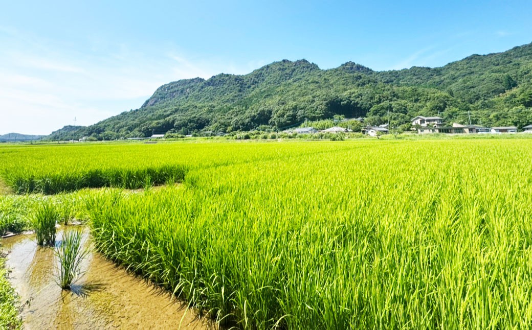 早期米 上天草産 ミルキークイーン 5kg