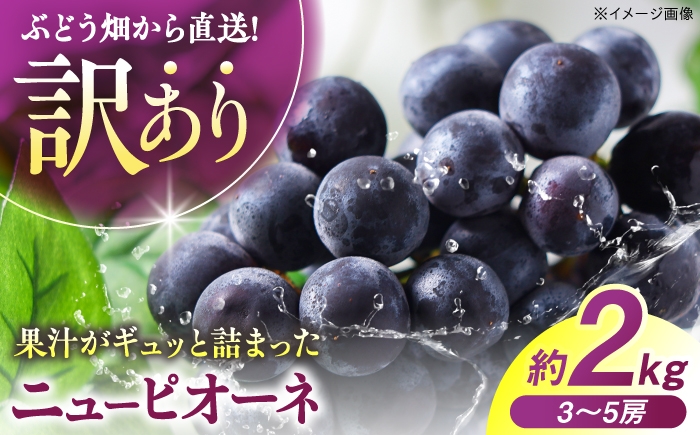 
                   【訳あり】 ニューピオーネ （約2kg／3から5房）＜8月上旬から順次発送＞ ぶどう ブドウ 葡萄 budou 黒ぶどう ピオーネ マスカット ますかっと 2026年発送 大粒 種なし 不揃い フルーツ 果物 くだもの 産地直送 お取り寄せ 送料無料 農家直送 直送 新鮮 ギフト 人気 完熟 ハウス栽培 広島県 みよし 三次市 / 西田ぶどう園 [APCM021]
                