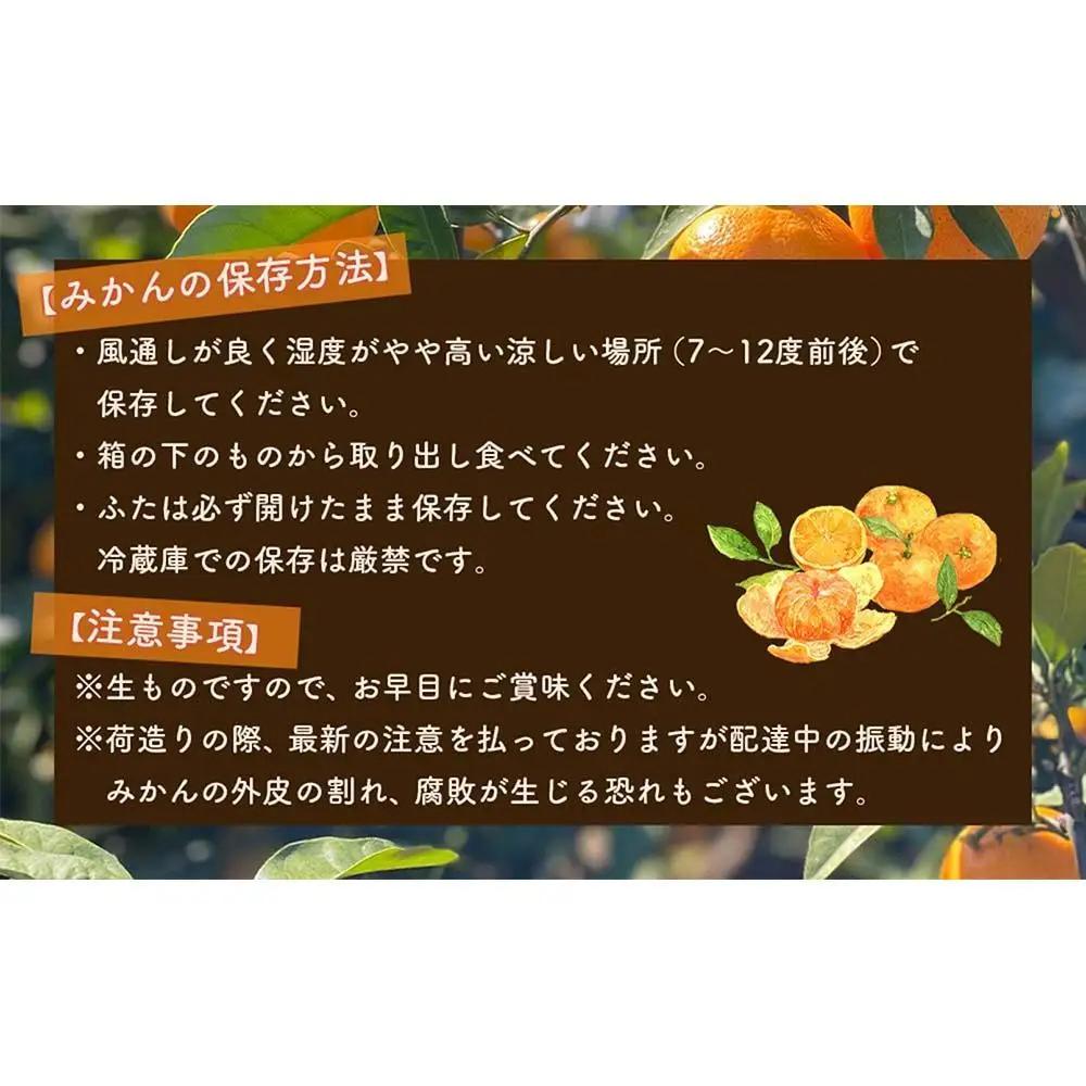 有田みかん 大粒 サイズ 2.5kg 厳選みかん