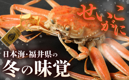 【先行予約】≪浜茹で≫ 天然！越前 せいこがに 大サイズ× 2杯 (生の状態で1杯200g以上)【2025年11月中旬以降順次発送予定】かにスプーン付き！ はるか丸厳選！獲れたて！茹でたて！新鮮！【冷