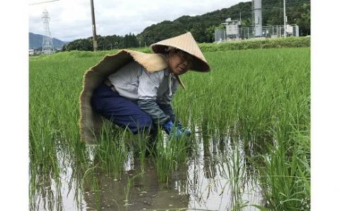 先行予約 【新米】 ハツシモ「ふるさと物語」 10kg 新米