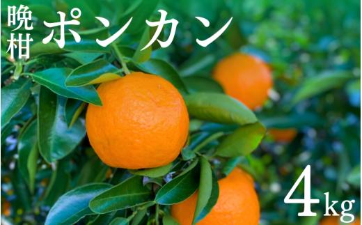 【先行予約】晩柑 ポンカン　4kg【1月中旬以降順次発送予定】 / ぽんかん 晩生 柑橘 果物 フルーツ 和歌山県 田辺市【mrn013-3】