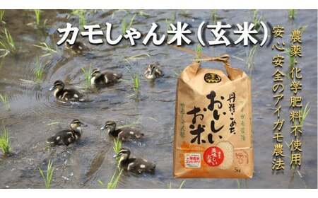 令和6年度産コシヒカリ カモしゃん米（玄米） 5kg【アイガモ農法 農薬不使用 安心 米 コメ こしひかり Ａ-151】