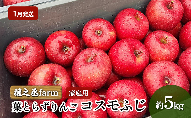 
【1月発送】權之丞farm 葉とらずりんご コスモふじ 家庭用 約5kg【弘前市産・青森りんご】
