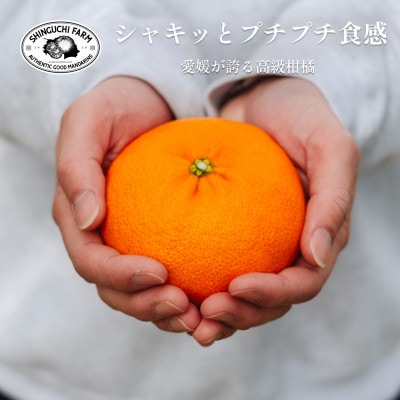 創業百八年 愛媛みかんの老舗【甘平5kg(約15個〜30個)】家庭用【新口農園】【F70−58】【1554061】