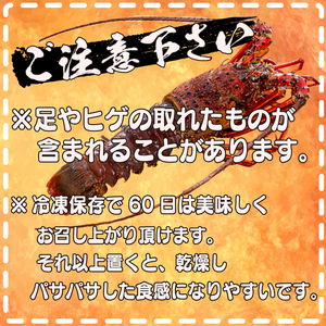 【 伊勢海老 】 天然伊勢海老 2kg以上