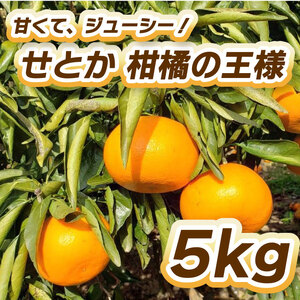 【先行予約】せとか(瀬戸香)柑橘の王様 5㎏ 【2月中旬～3月中旬発送】 柑橘 果物 フルーツ せとか みかん 松山市 愛媛県 【TF005_x】