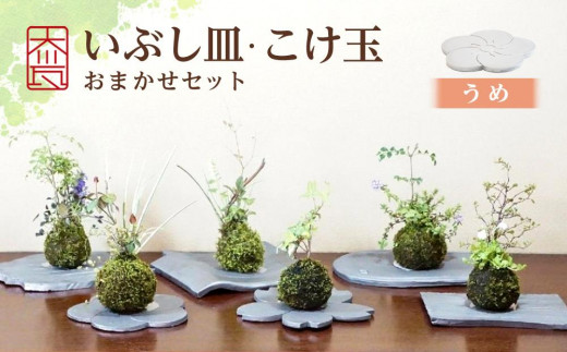 
いぶし皿（うめ）・こけ玉おまかせ　セット
