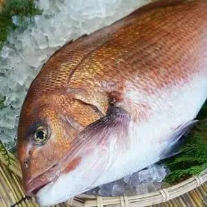鯛 刺身 800g アラ 付 鯛
