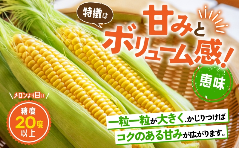 北海道産 とうもろこし 恵味 めぐみ 2L 20～22本 朝採り トウモロコシ 玉蜀黍 コーン とうきび 大きめ スイートコーン 甘い 旬 夏 新鮮 もぎたて 朝採れ 産地直送