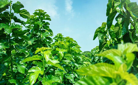 【全3回定期便】樹木医が育てた桑の葉茶（粉末）50g×1袋 お茶[AYBM013]