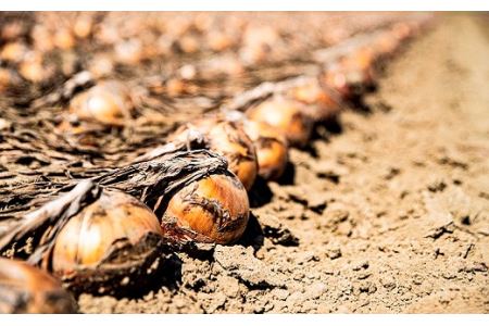 【12月発送】越冬用減農薬玉ねぎ10kg