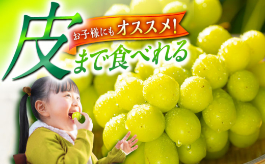 フルーツ【2026年先行予約】【8月初旬頃から順次発送】皮ごと食べれる！シャインマスカット 2房 約800g ぶどう 葡萄 皮ごと 種なし 果物 産直 産地直送 旬 プレミアム マスカット 大粒 甘い