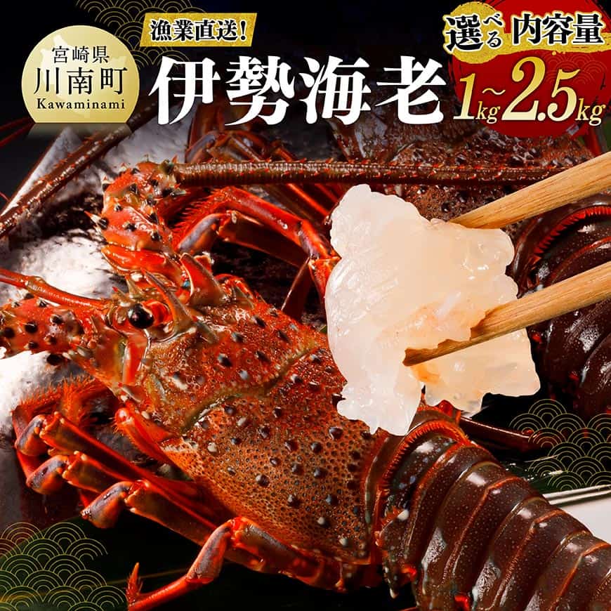 【ふるさと納税】※内容量が選べる※【漁協直送！】伊勢海老 - 1kg / 1.5kg / 2kg / 2.5kg / 魚介 国産 九州産 宮崎県産 川南町産 伊勢えび イセエビ いせえび 日向灘 川南漁港 刺身 味噌汁 ボイル焼き 贅沢 ごちそう 新鮮 お祝い キャンプ BBQ 焼肉 送料無料 宮崎県 川南町