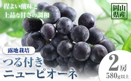 221.【先行予約】 岡山県産 つる付きニューピオーネ 2房 580g以上 露地栽培 葡萄 果物 厳選出荷 スイーツ フルーツ デザート 岡山県矢掛町《9月上旬-10月末頃に出荷予定(土日祝除く)》 種なしぶどう 【配送不可地域あり】