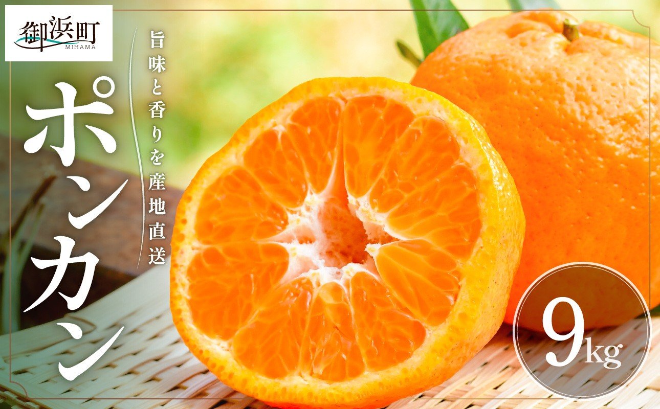 【2026年発送 先行予約品】