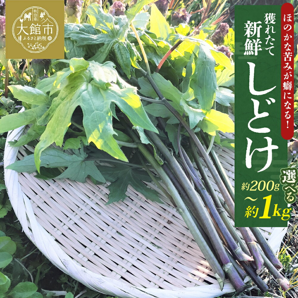 【ふるさと納税】【選べる内容量！】しどけ（モミジガサ） 約200～1000g 瑞々しい山菜の女王【60P3229・120P3204・180P3205・300P3202】 シドケ しどけ 山菜 野菜 秋田県 大館市 ひない渡辺農園しどけ村