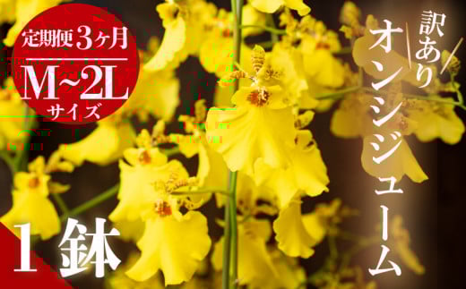 【定期便3ヶ月】オンシジューム ( アロハ・イワナガ ) 【訳あり】１鉢 M~2L お花 花 はな フラワー インテリア 鑑賞 洋ラン 鉢 栽培 園芸 ガーデニング 初心者向け KN1000