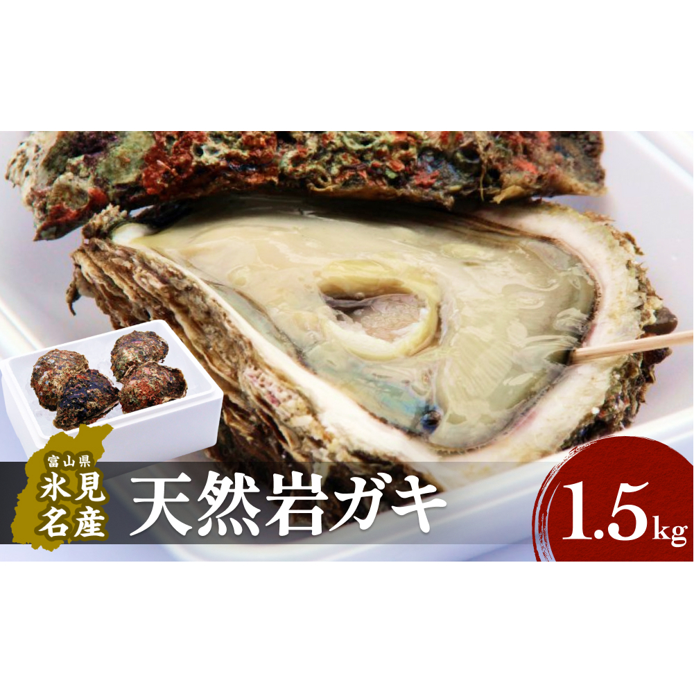 【冷蔵便】生食可能！氷見産 天然岩ガキ 1.5kg（3～5個入）