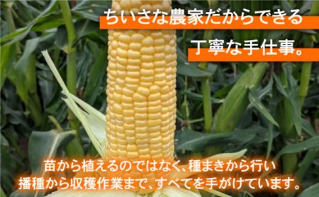【先行予約】農家直送！こだわりスイートコーン 約3kg（8～12本程度）【玉葱農家 陣内ちひろ】[IAO014]