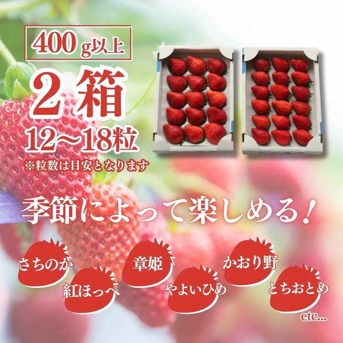 【先行予約】【2月から発送】山武市産 甘熟いちご 800g以上 おすすめの品種をお届け ／ふるさと納税 いちご イチゴ 苺 果物 くだもの フルーツ 旬のくだもの 季節のフルーツ 千葉県 山武市 SM