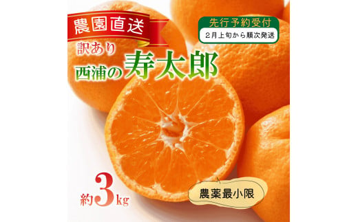 訳あり みかん 寿太郎 3kg 西浦 蜜柑 柑橘 オレンジ 木負観光みかん園  ( 数量限定 みかん 果物 みかん フルーツ みかん 柑橘 みかん 国産 )  