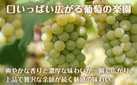 期間限定 セコマ ナイアガラソーダ 500ml 24本 1ケース 北海道 千歳製造 飲料 炭酸 ペットボトル ナイアガラ ぶどう 微炭酸 セイコーマート 千歳 北海道 北海道ふるさと納税 北海道千歳市