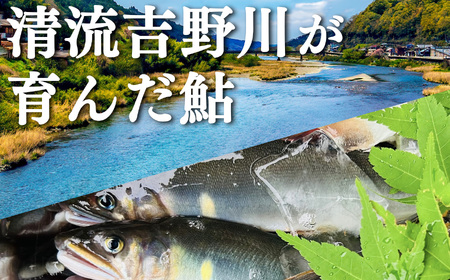 桜鮎の塩焼　6尾入《枳殻屋》 | 鮎 塩焼き 魚 川魚 奈良県 吉野町