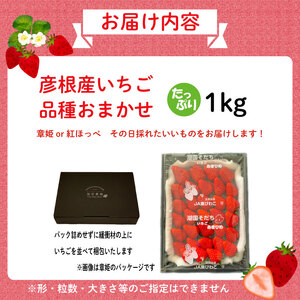 【2026年1月上旬から発送】いちご 紅ほっぺ 章姫 約1kg 苺 新鮮 美味しい 甘い おすすめ 果物 フルーツ ストロベリー