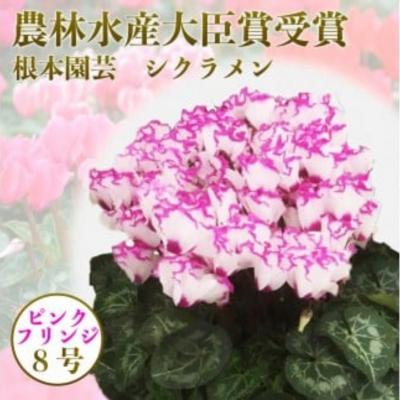 ふるさと納税 南相馬市 【2026年 先行予約】シクラメン フリンジ ピンク系 8号 | 花ギフト プレゼント 根本園芸