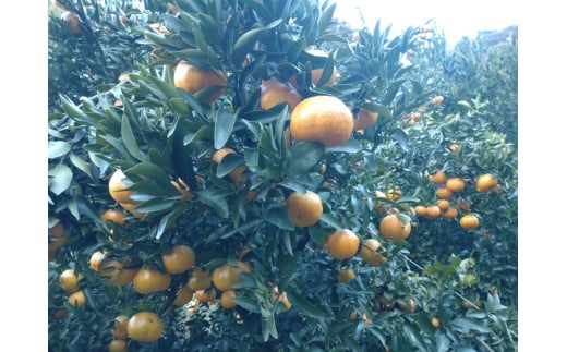 【周防大島産】太田ポンカン（晩柑類） 5kg