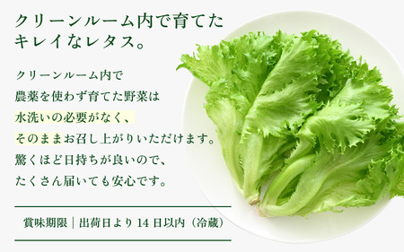 定期便 ≪8ヶ月連続お届け≫ 低カリウムレタス&フリルレタス　計6個セット 全8回 【福井県美浜町産】【野菜 生野菜 レタス サラダ サンドイッチ お弁当 水耕栽培 洗わず食べられる 時短 付け合わせ