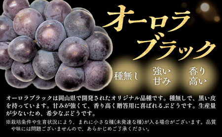 岡山県産 オーロラブラック 2房(計1kg以上) 環山堂株式会社《7月中旬-8月上旬頃出荷》岡山県 浅口市 ぶどう ブドウ 葡萄 果物 フルーツ 送料無料