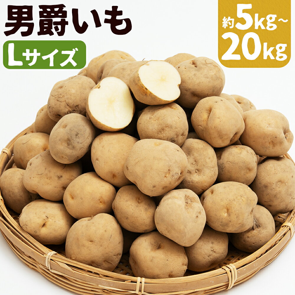【ふるさと納税】じゃがいも 男爵 約5kg / 約10kg / 約20kg 選べる内容量 Lサイズ ジャガイモ じゃが芋 芋 野菜 京極町産 北海道産 国産 送料無料 【2025年9月下旬～2026年2月下旬に順次発送予定】