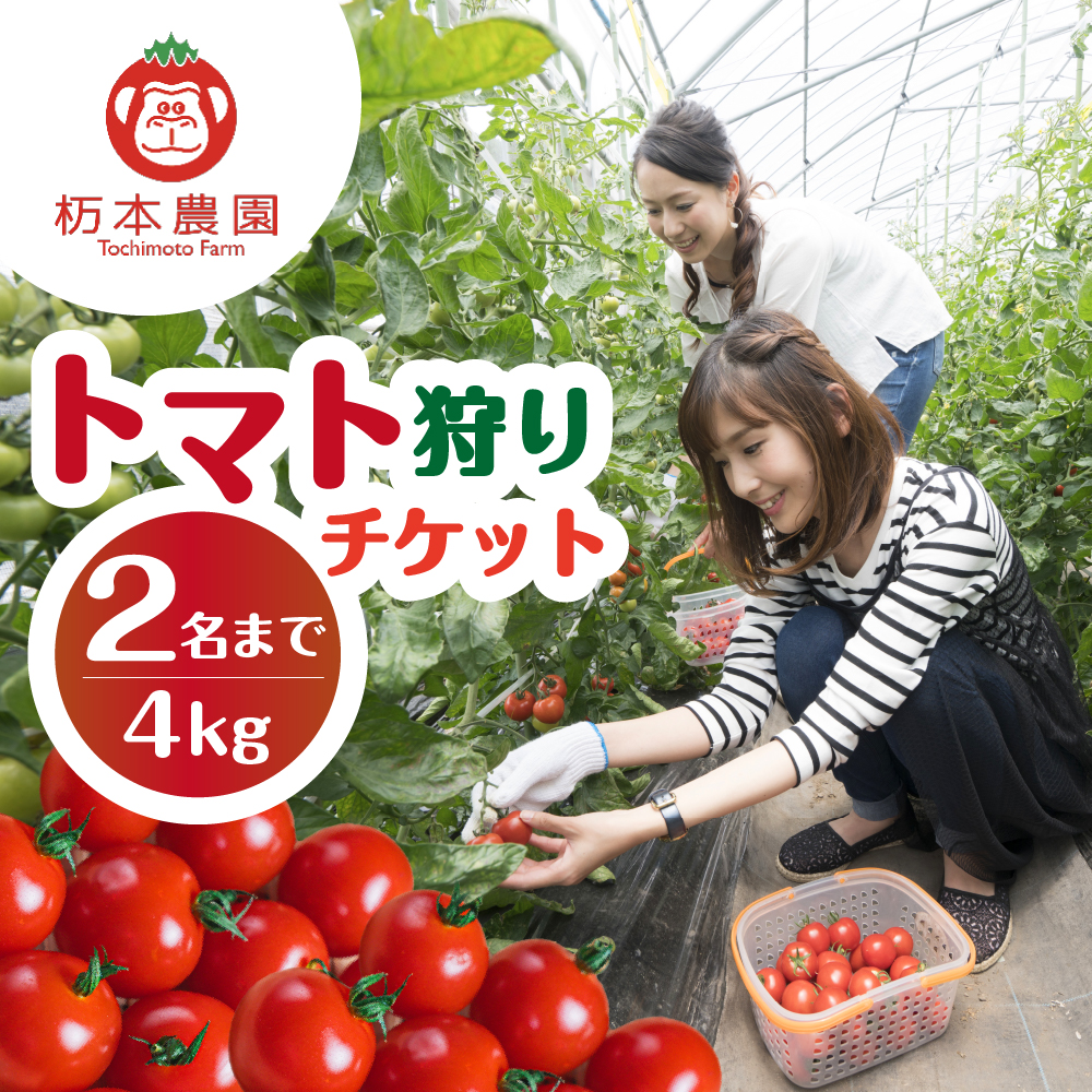 【期間限定】杤本農園 フルーツトマト狩りチケット 4kg プラン 1枚（2名まで） とまと トマト フルーツトマト チケット トマト狩り とまと狩り【45-10】
