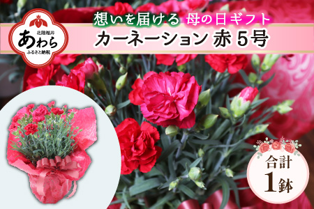 【40セット限定 先行予約】カーネーション 赤 5号 鉢植え 生花 ＜数量限定！想いを届ける母の日ギフト＞ / 花苗 花 贈り物 ギフト 女性 プレゼント 感謝 ※2025年5月10日までにお届け 