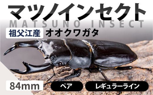 マツノインセクト 祖父江産 オオクワガタ 84mm ペア レギュラーライン 国産 祖父江 ブリーダー 松野 送料無料 愛知県 豊橋市