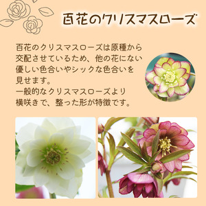 2026年 2月 ～ 3月 発送予定 クリスマスローズ シングル 1鉢 ダブル 2鉢 【百花 -MoKa-】 花 フラワー 苗 ポット クリスマス ローズ ヘレボルス 植物 観葉植物 八重咲 八重咲き
