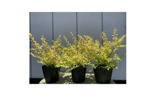 黄金葉が鮮やか!プリペット レモン&ライム 3本セット 〈プラス樹〉