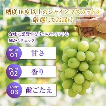 2026年発送 フルーツ王国山梨産厳選 シャインマスカット 1房(約500-600g)【配送不可地域：離島】【1501766】