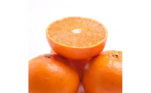 厳選 せとか 2.5kg+250g（傷み補償分）【柑橘・春みかんの王様】【光センサー選果・食べ頃出荷】 / みかん 果物 くだもの フルーツ 和歌山 わかやま おすすめ 人気 有田みかん 柑橘 ミカン