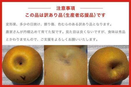 【訳あり】南水 約3kg 6～10玉  [おぶせファーマーズ]  梨 なし フルーツ 果物 ワケアリ 傷 キズ 不揃い 規格外 家庭用 クール便 冷蔵便 長野県産 信州 先行予約 数量限定 【2026